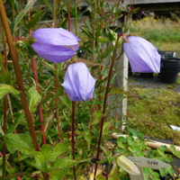 Adenophora stricta subsp. confusa